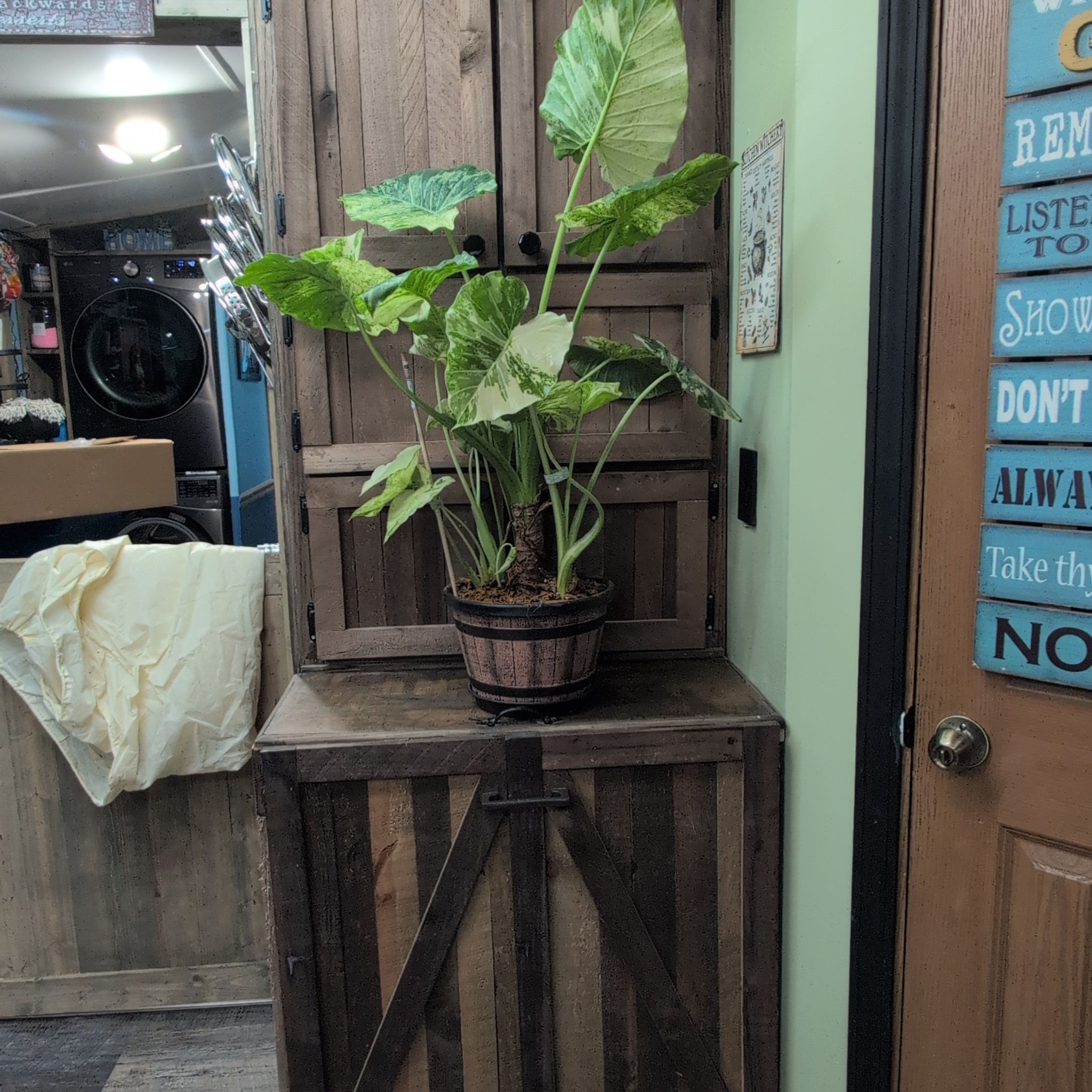 Photo of the plant species Alocasia Dawn Variegated by @AvidLoquat93 named Dawn on Greg, the plant care app