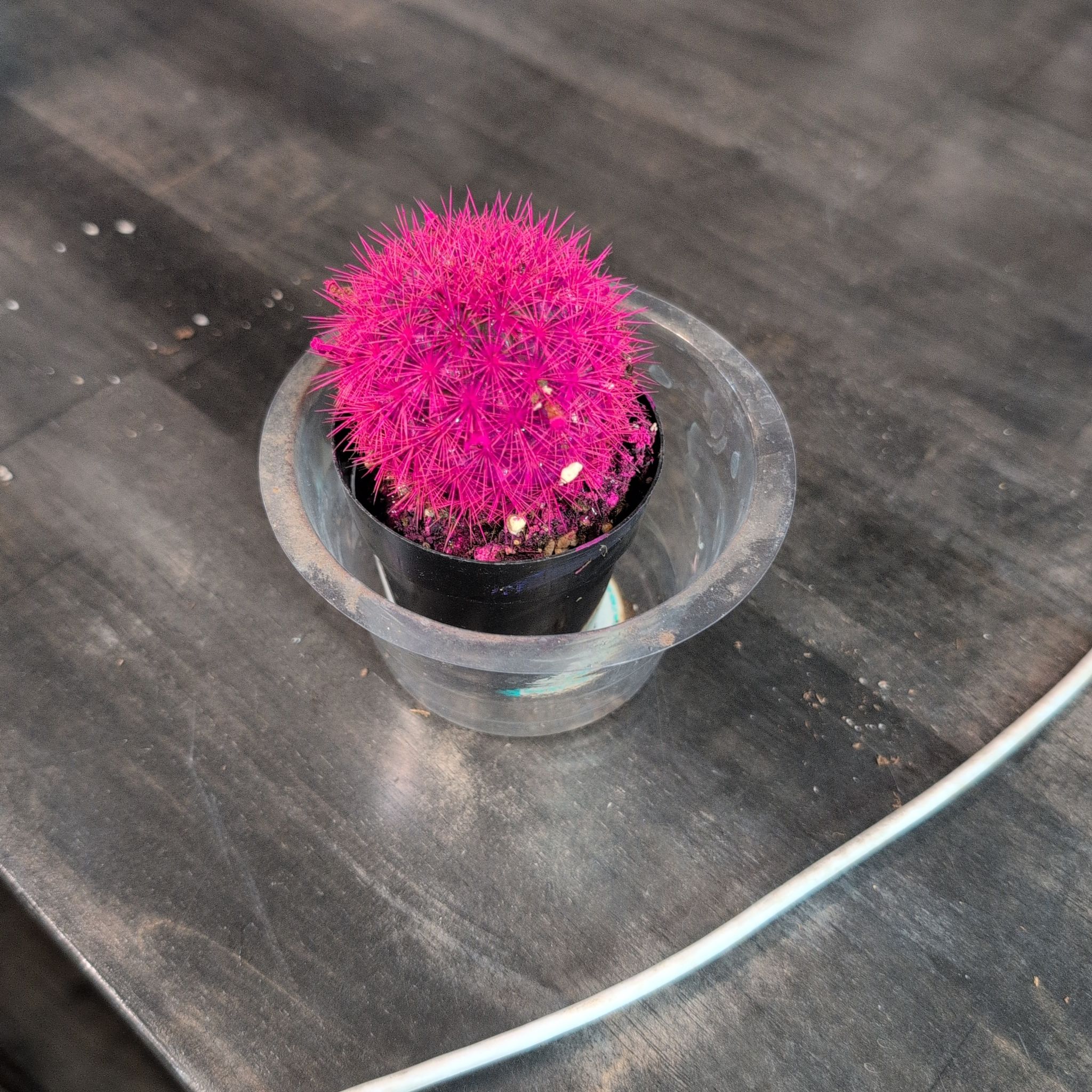Photo of the plant species Kosmik Kaktus-a Special Cactus A by @AvidLoquat93 named Sigmund on Greg, the plant care app