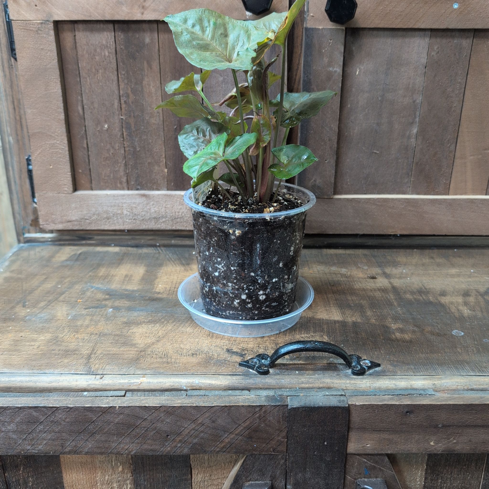 Photo of the plant species Bronze Maria Allusion by @AvidLoquat93 named Kylie on Greg, the plant care app