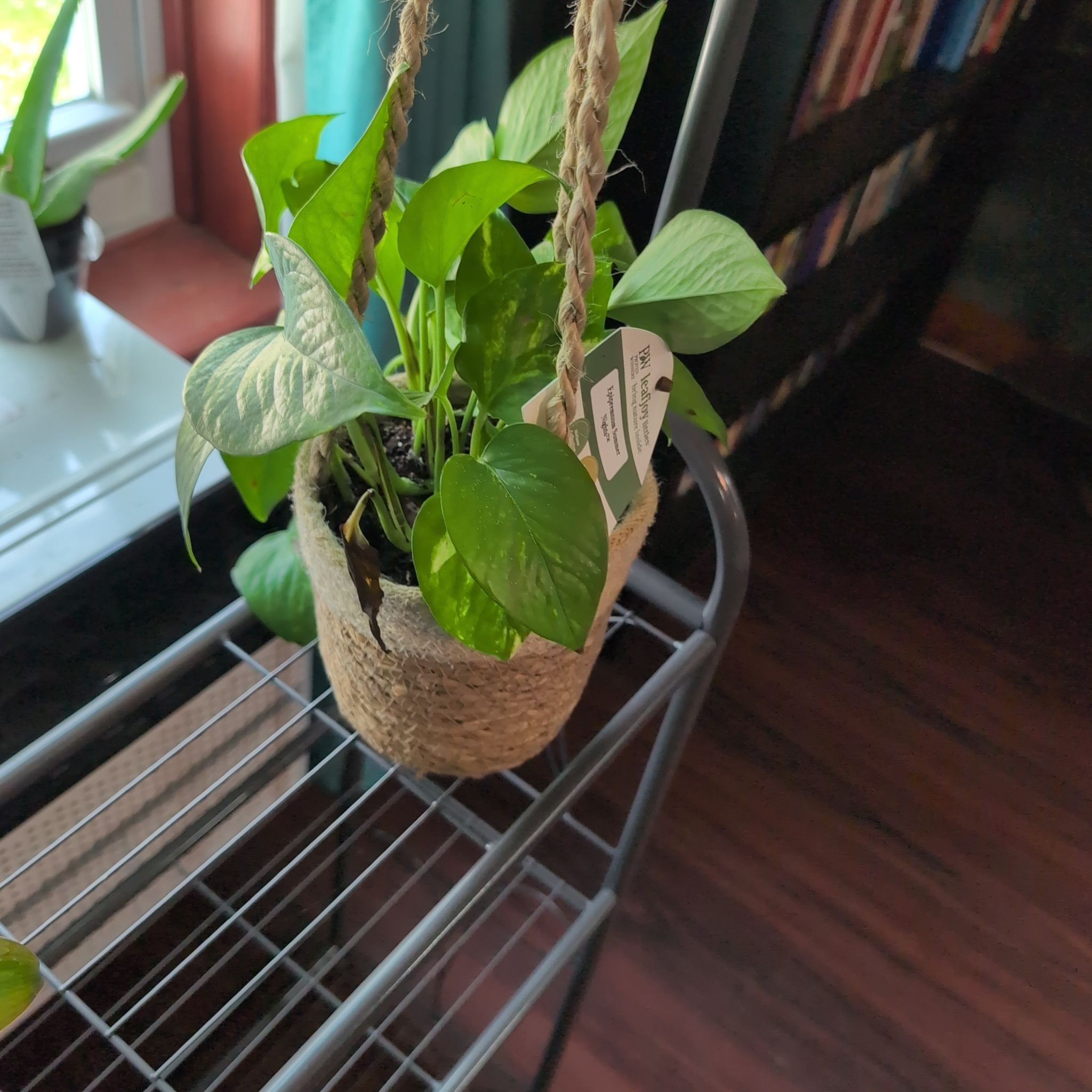 Photo of the plant species Pothos by @AvidLoquat93 named Moana on Greg, the plant care app