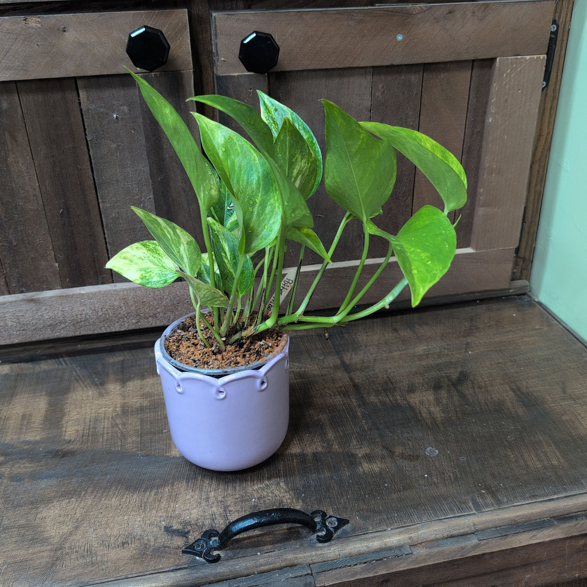 Photo of the plant species Pothos Albo by @AvidLoquat93 named Alberta on Greg, the plant care app