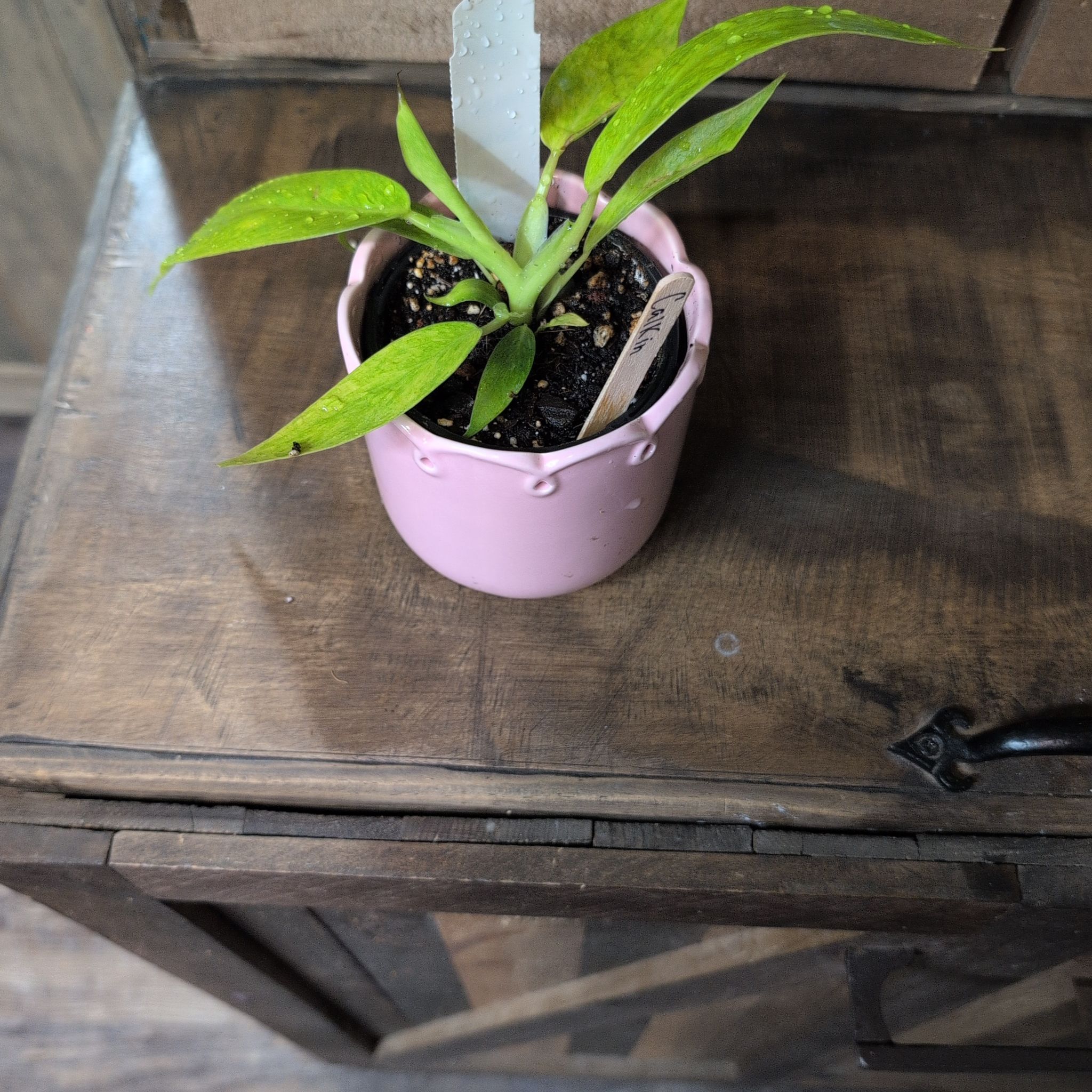 Photo of the plant species Philodendron Calkins Gold by @AvidLoquat93 named Calkin on Greg, the plant care app