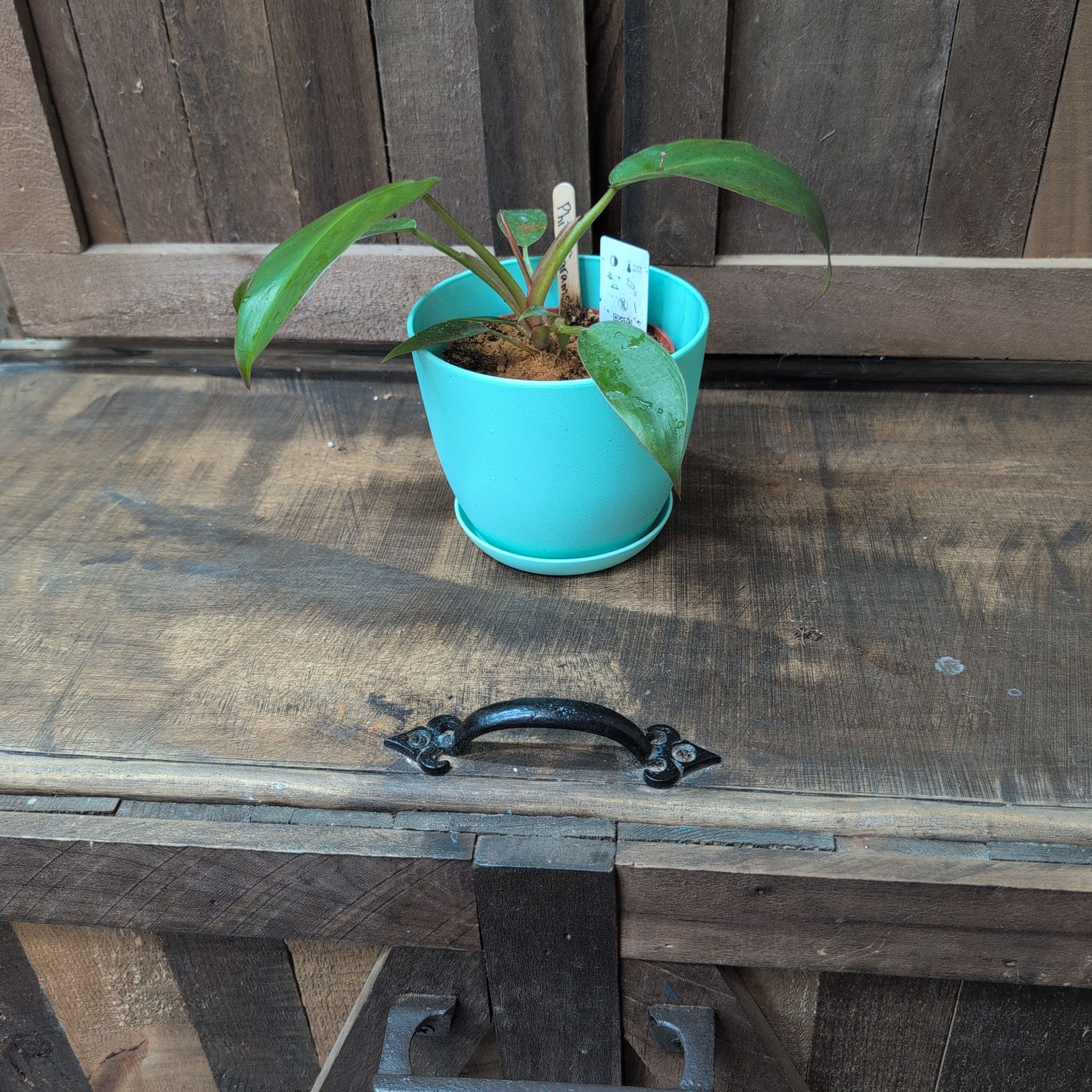Photo of the plant species Philodendron Calkins Gold by @AvidLoquat93 named Calkin on Greg, the plant care app