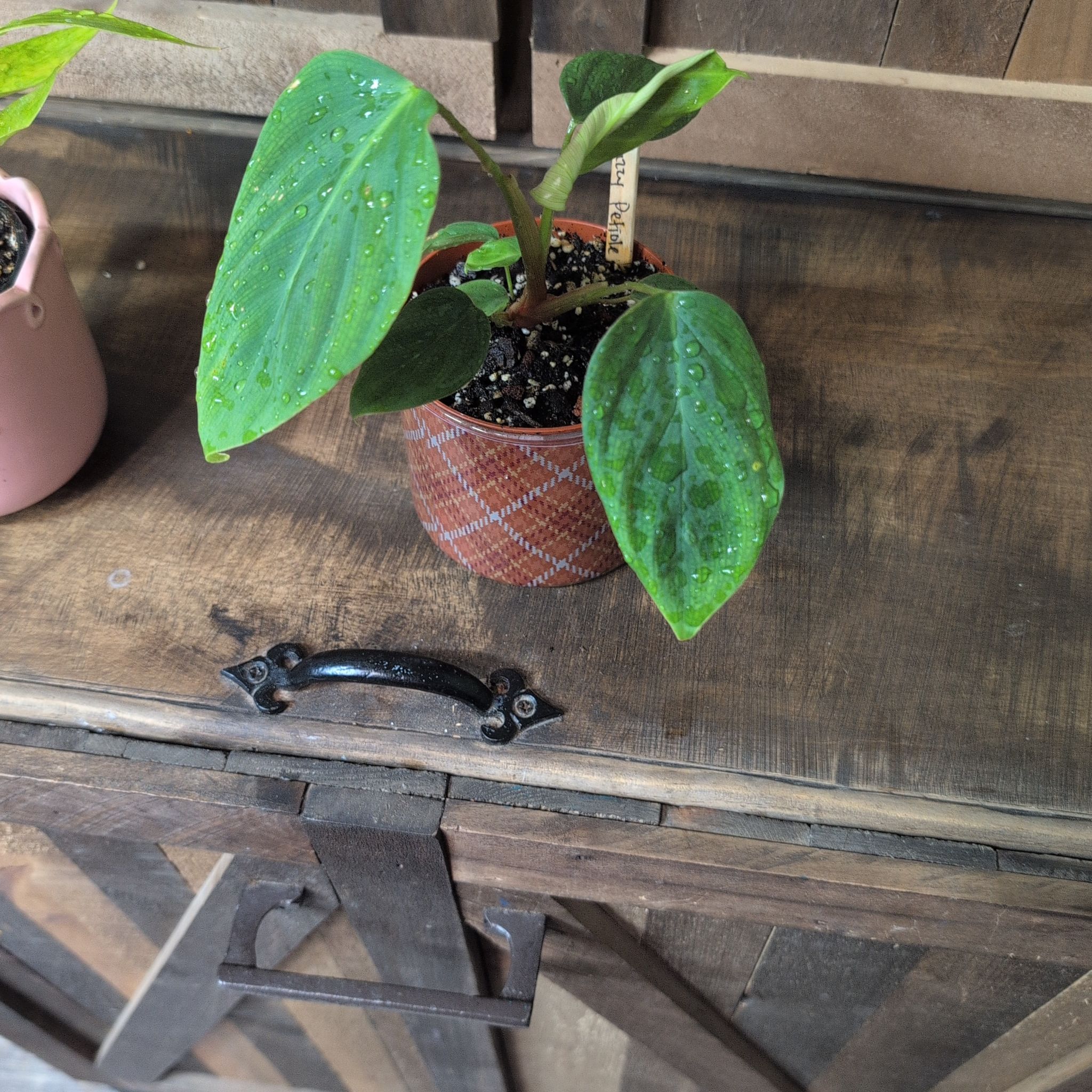Photo of the plant species Philodendron Fuzzy Petiole by @AvidLoquat93 named Fuzzy pep on Greg, the plant care app