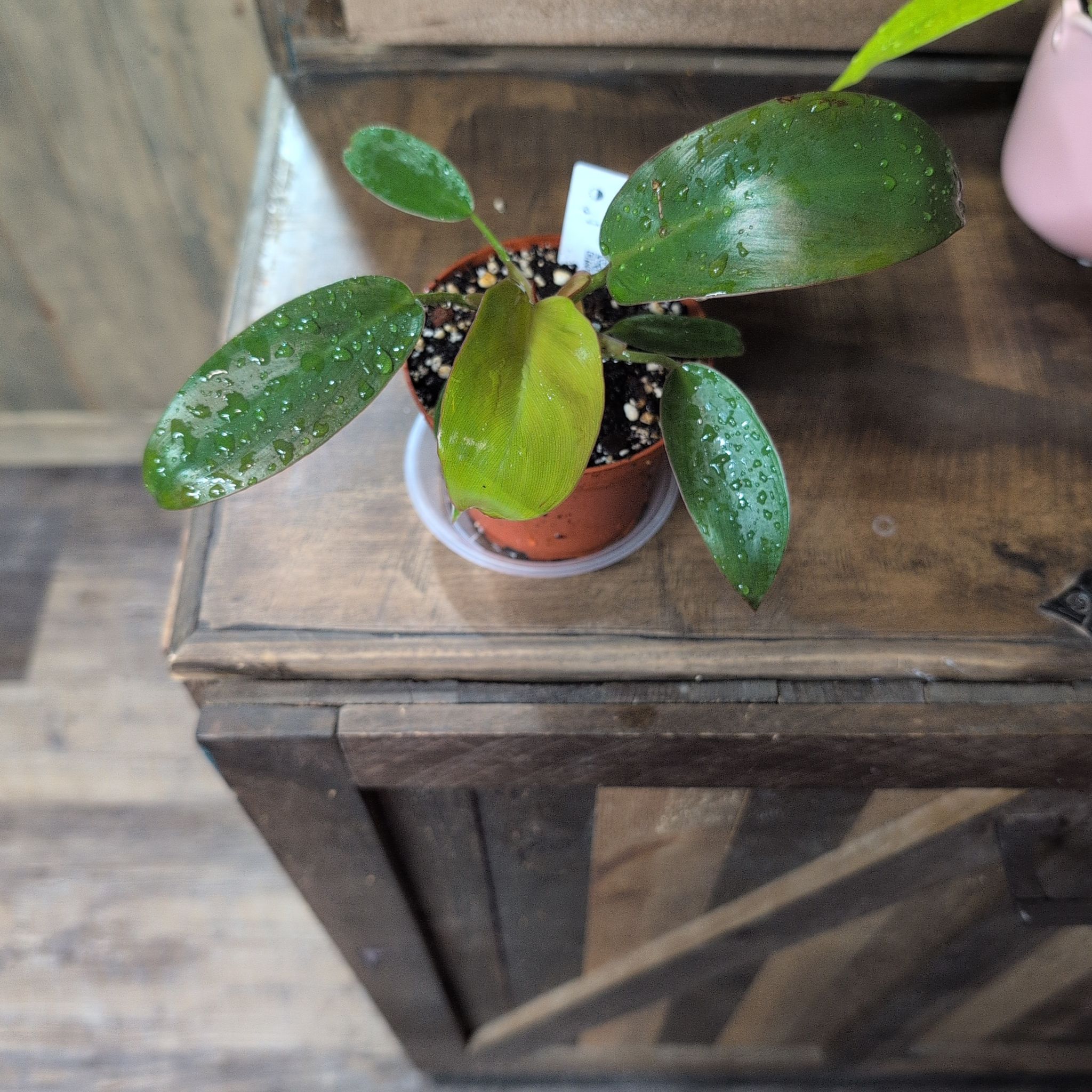 Photo of the plant species Philodendron Caramel Pluto by @AvidLoquat93 named Caramella on Greg, the plant care app