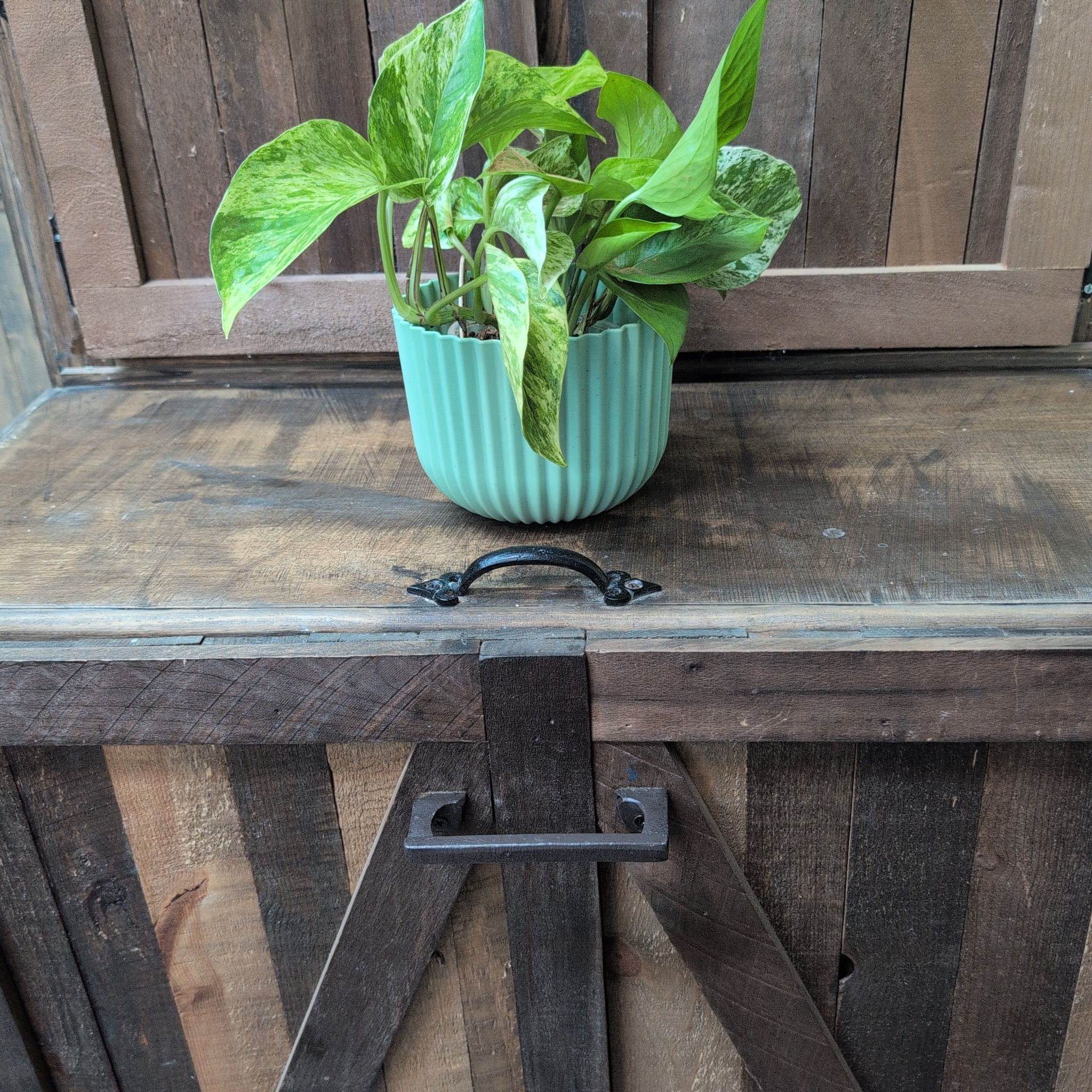 Photo of the plant species Snowy Morning Pothos by @AvidLoquat93 named Elsa on Greg, the plant care app