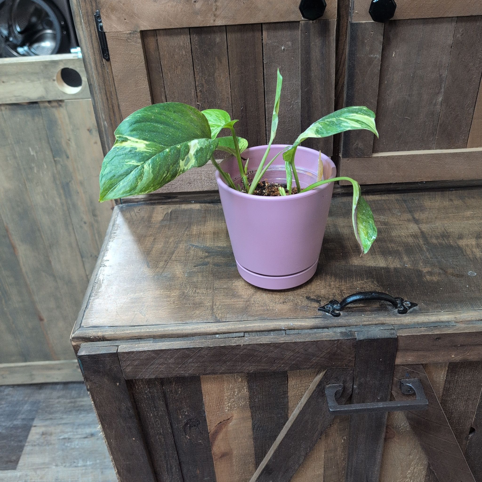 Photo of the plant species monstera standleyana by @AvidLoquat93 named Minnie on Greg, the plant care app