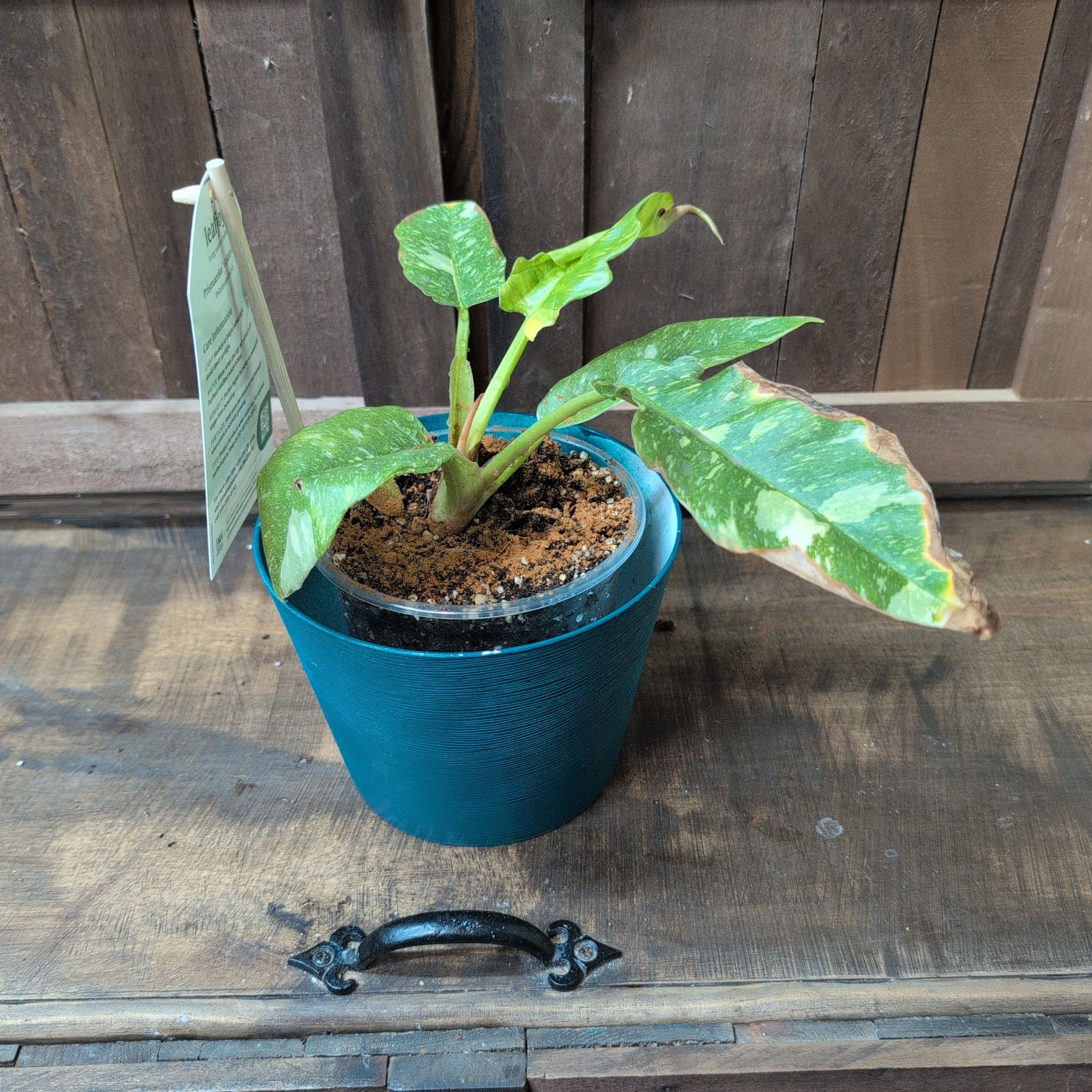 Photo of the plant species Prismacolor Golden Girl Philodendron by @AvidLoquat93 named Sophia on Greg, the plant care app