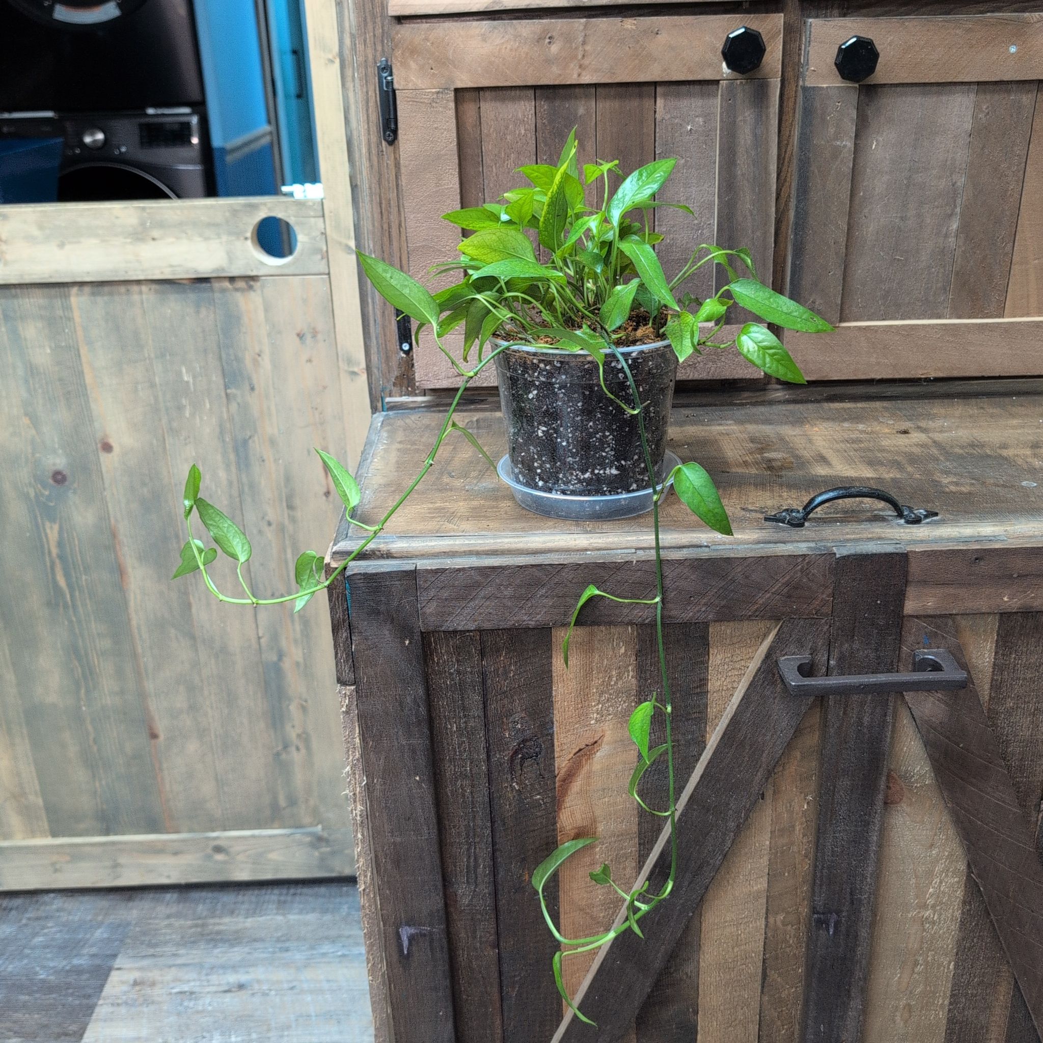 Photo of the plant species Skeleton Key Pothos by @AvidLoquat93 named Skelly key on Greg, the plant care app
