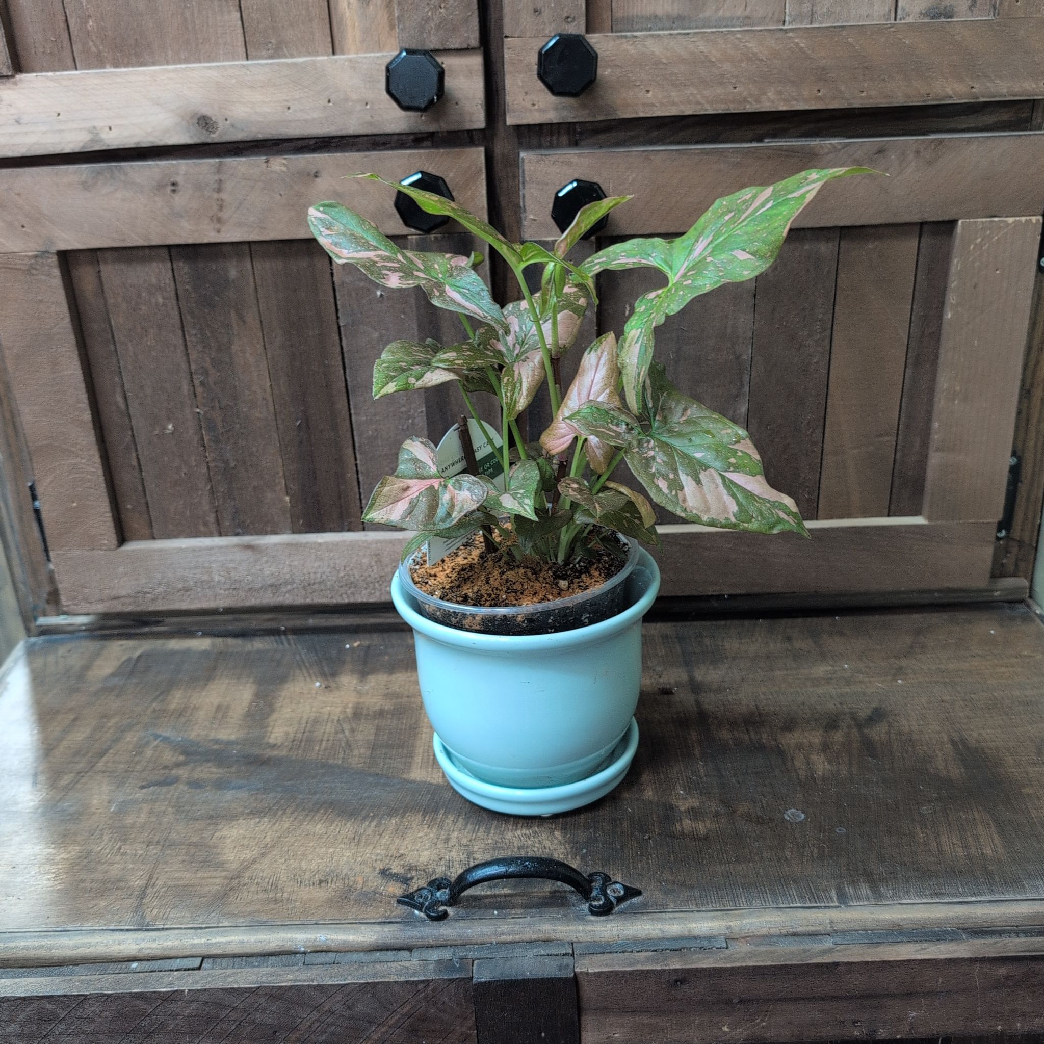 Photo of the plant species Syngonium Pink Splash by @AvidLoquat93 named Pink Floyd on Greg, the plant care app