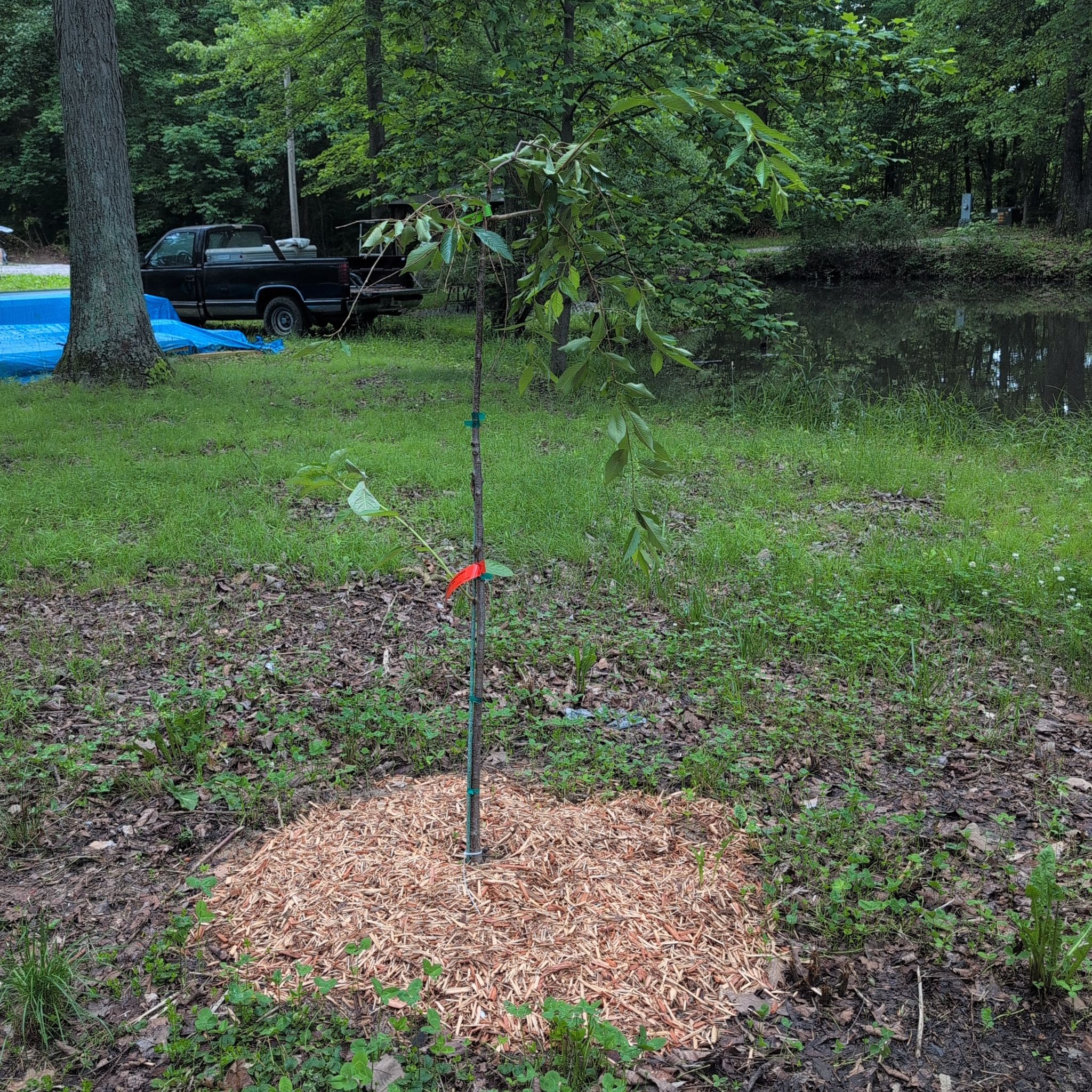 Photo of the plant species Weeping cherry blossom tree by @AvidLoquat93 named Blossom on Greg, the plant care app