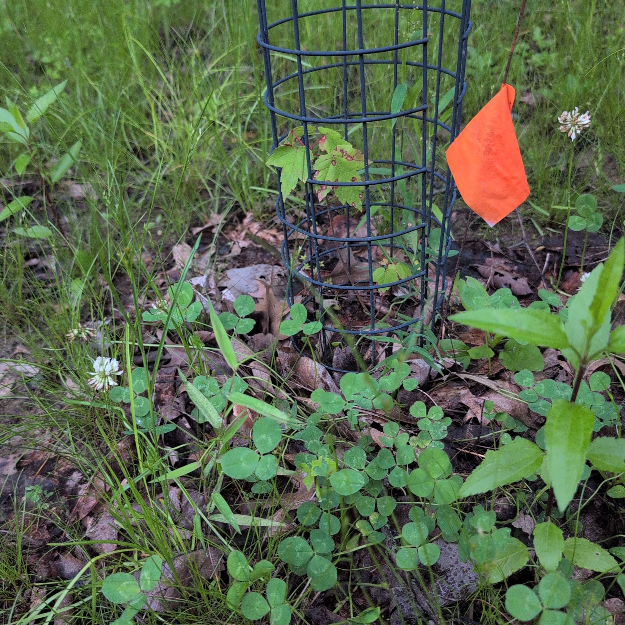 Photo of the plant species Maple Tree by @AvidLoquat93 named Lucky on Greg, the plant care app