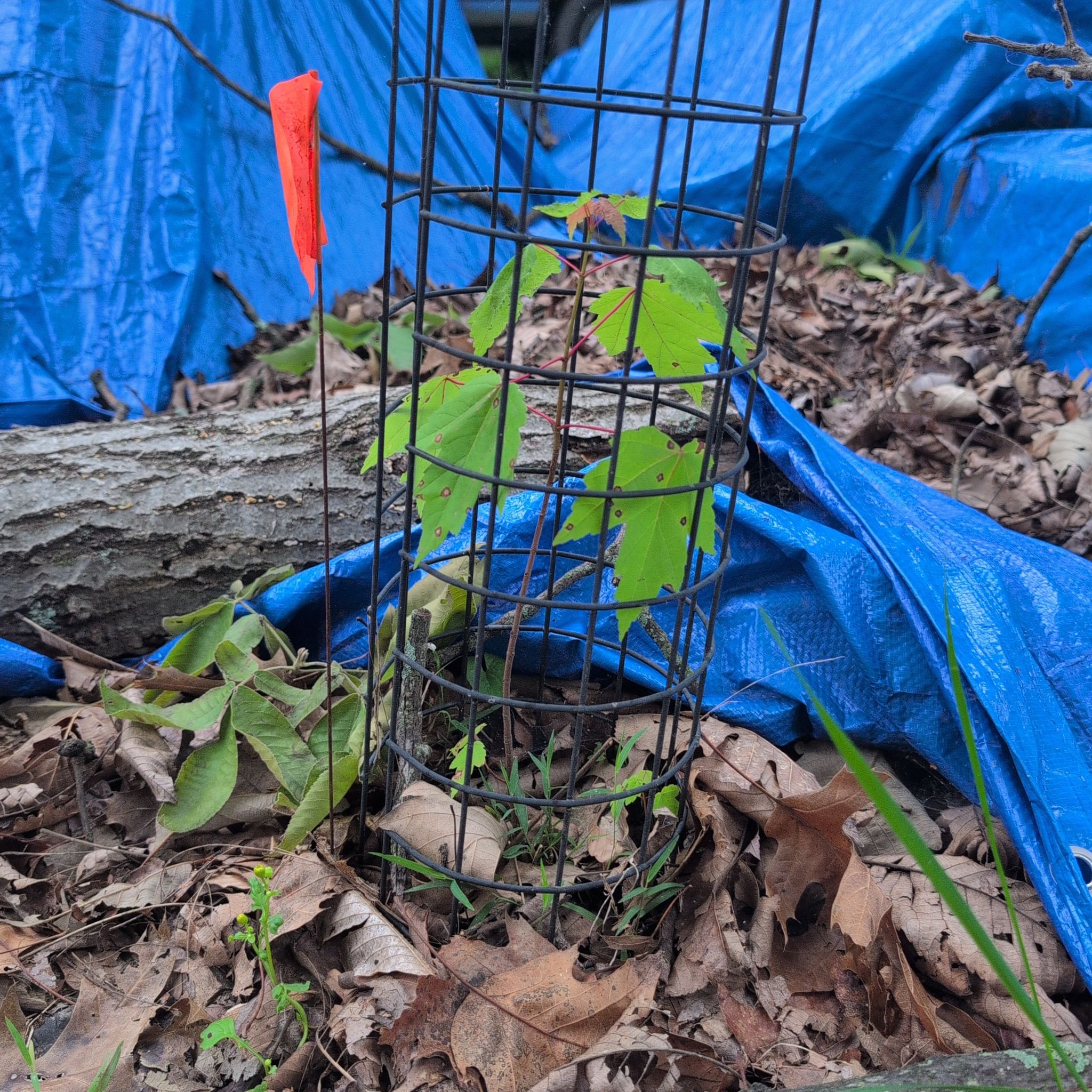 Photo of the plant species Acer Rubrum by @AvidLoquat93 named Slim Shady on Greg, the plant care app