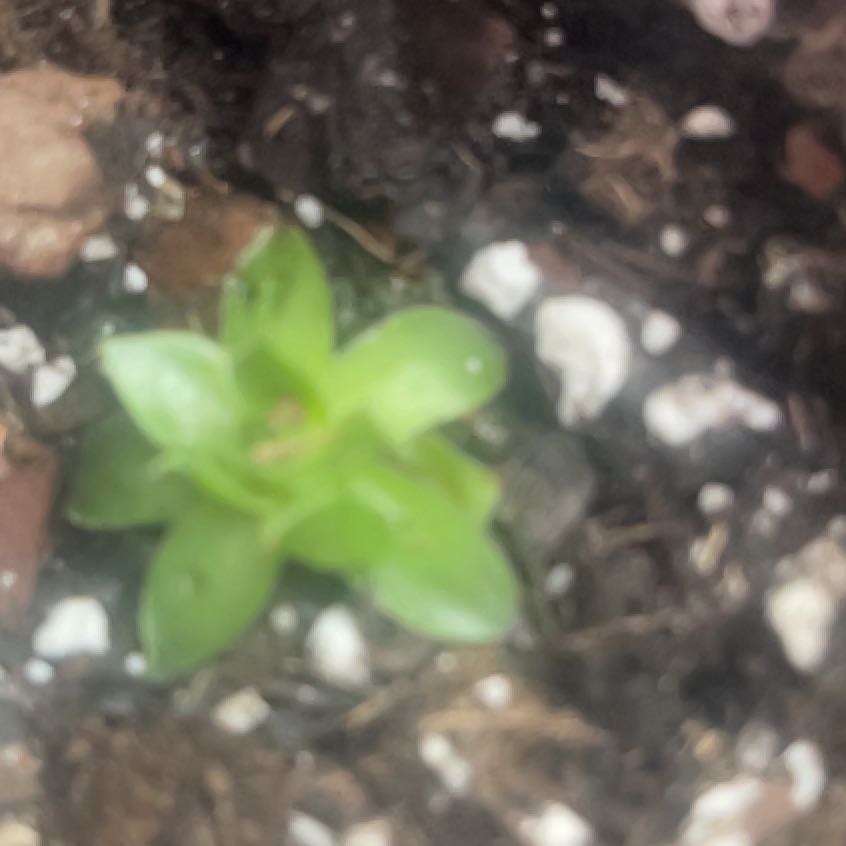 Photo of the plant species Peperomia persuculenta by @RightlyCowbane6 named Cleopatra on Greg, the plant care app