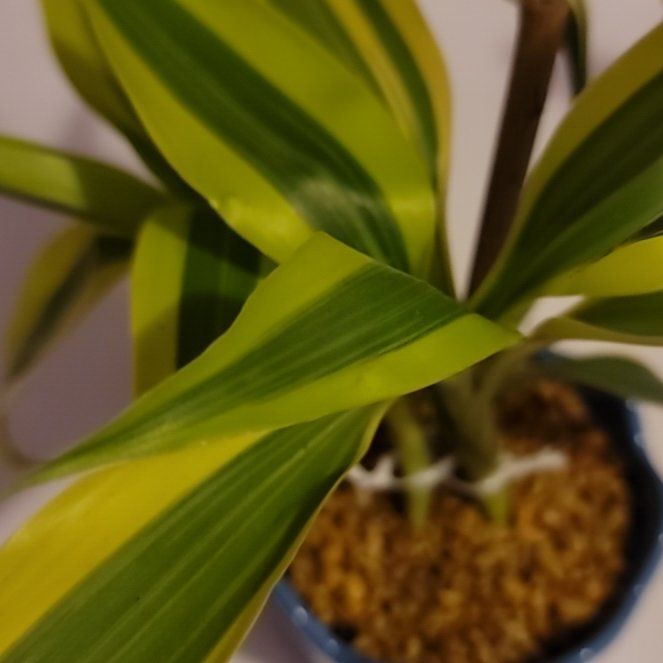 Photo of the plant species Lucky Golden Bamboo by @Gabri1 named Robert Plant (masterbath) on Greg, the plant care app