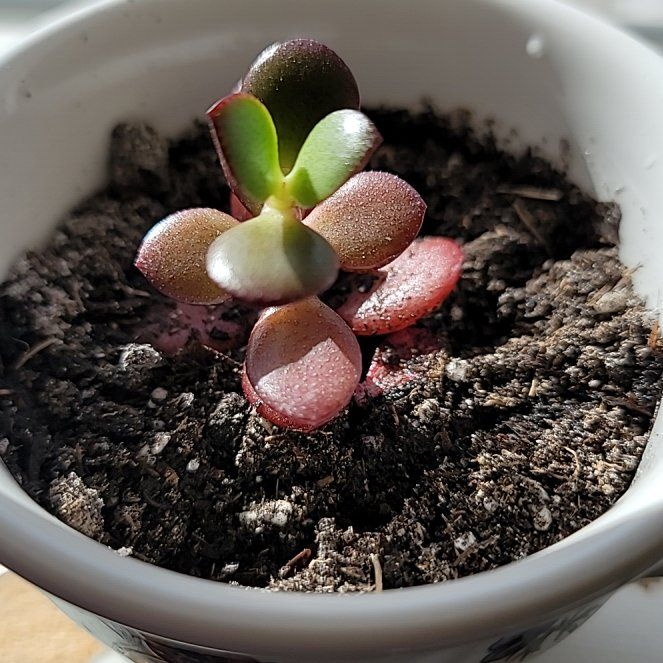 Photo of the plant species Crassula Ovata by @Gabri1 named Figyonce on Greg, the plant care app