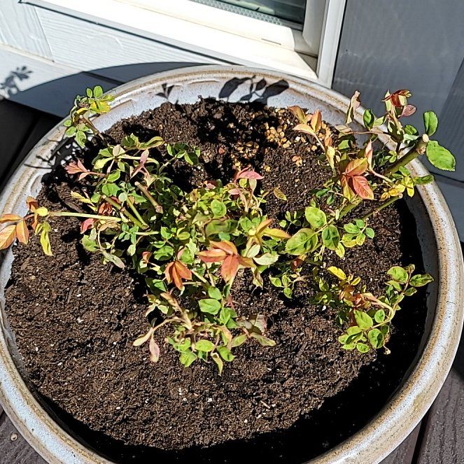 Photo of the plant species Knock Out Roses by @Gabri1 named Rosie (porch) on Greg, the plant care app