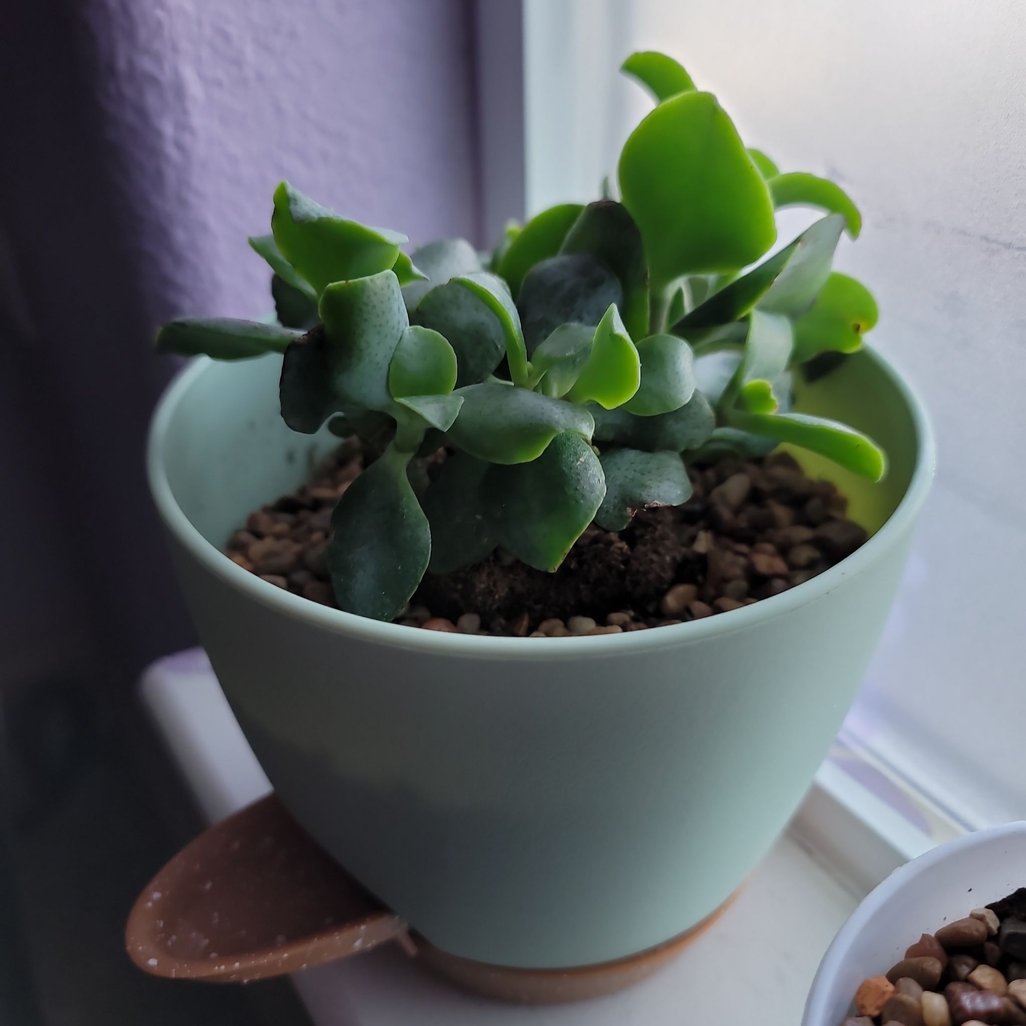 Photo of the plant species Chinese Jade by @Gabri1 named Bieber (LR-W1) on Greg, the plant care app