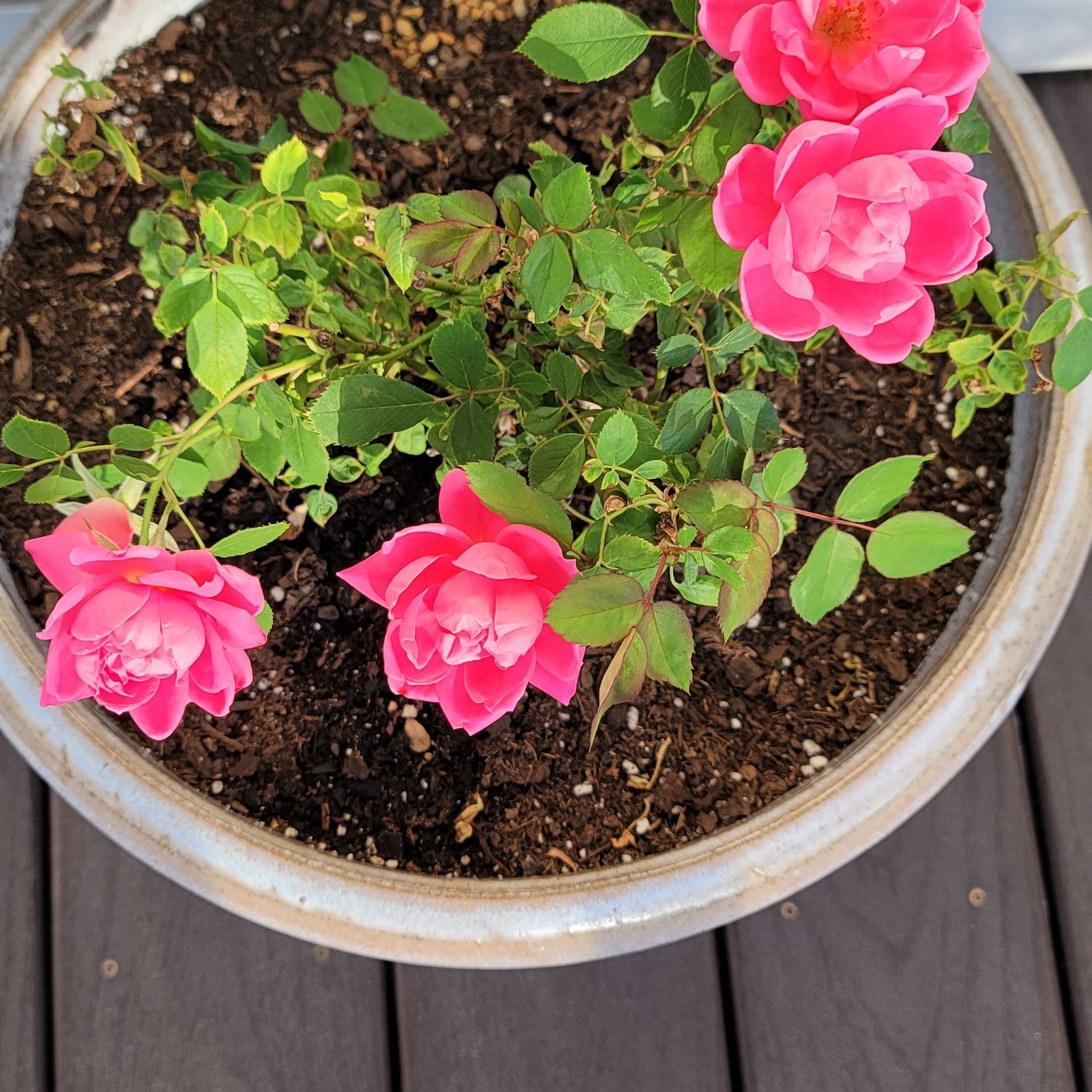Photo of the plant species Knock Out Roses by @Gabri1 named Rosie (porch) on Greg, the plant care app