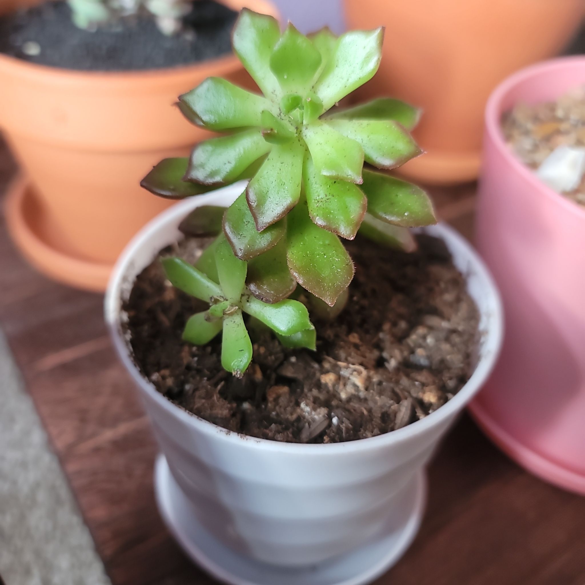 Photo of the plant species Echeveria Ron Evans by @Gabri1 named Mollie (livingroom ladder) on Greg, the plant care app