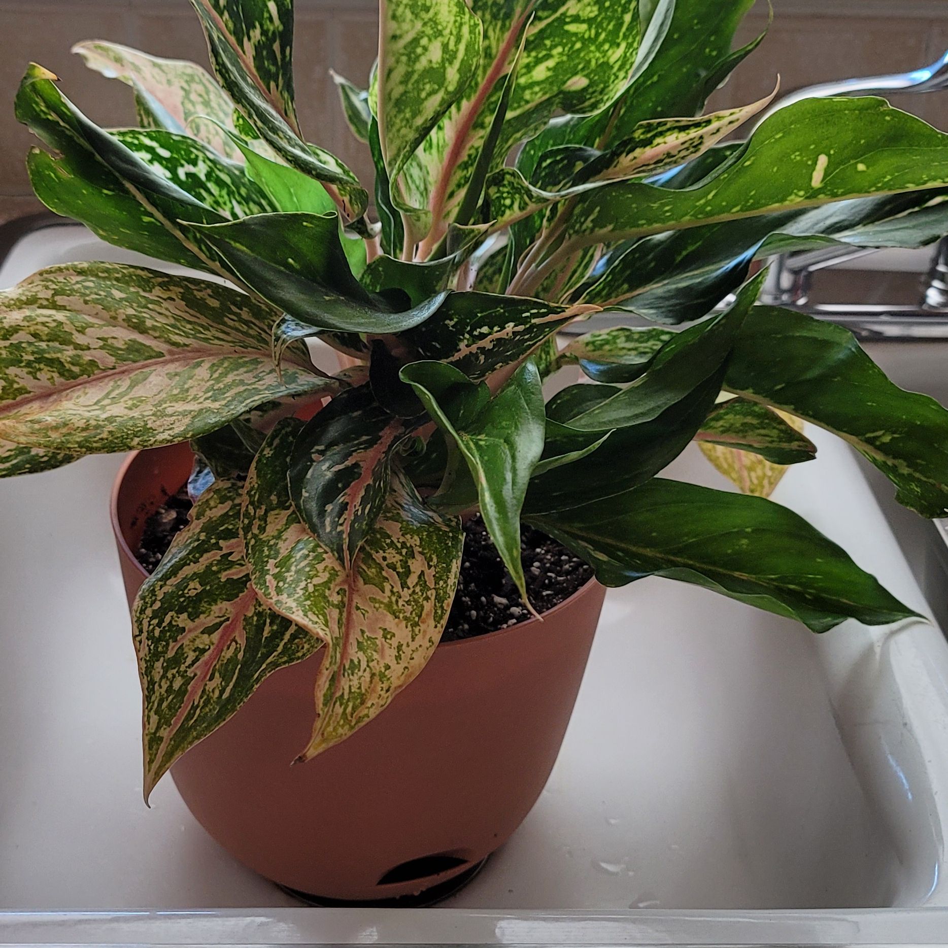 Photo of the plant species Sapphire Susane Chinese Evergreen by @Gabri1 named Prince (bathroom) on Greg, the plant care app