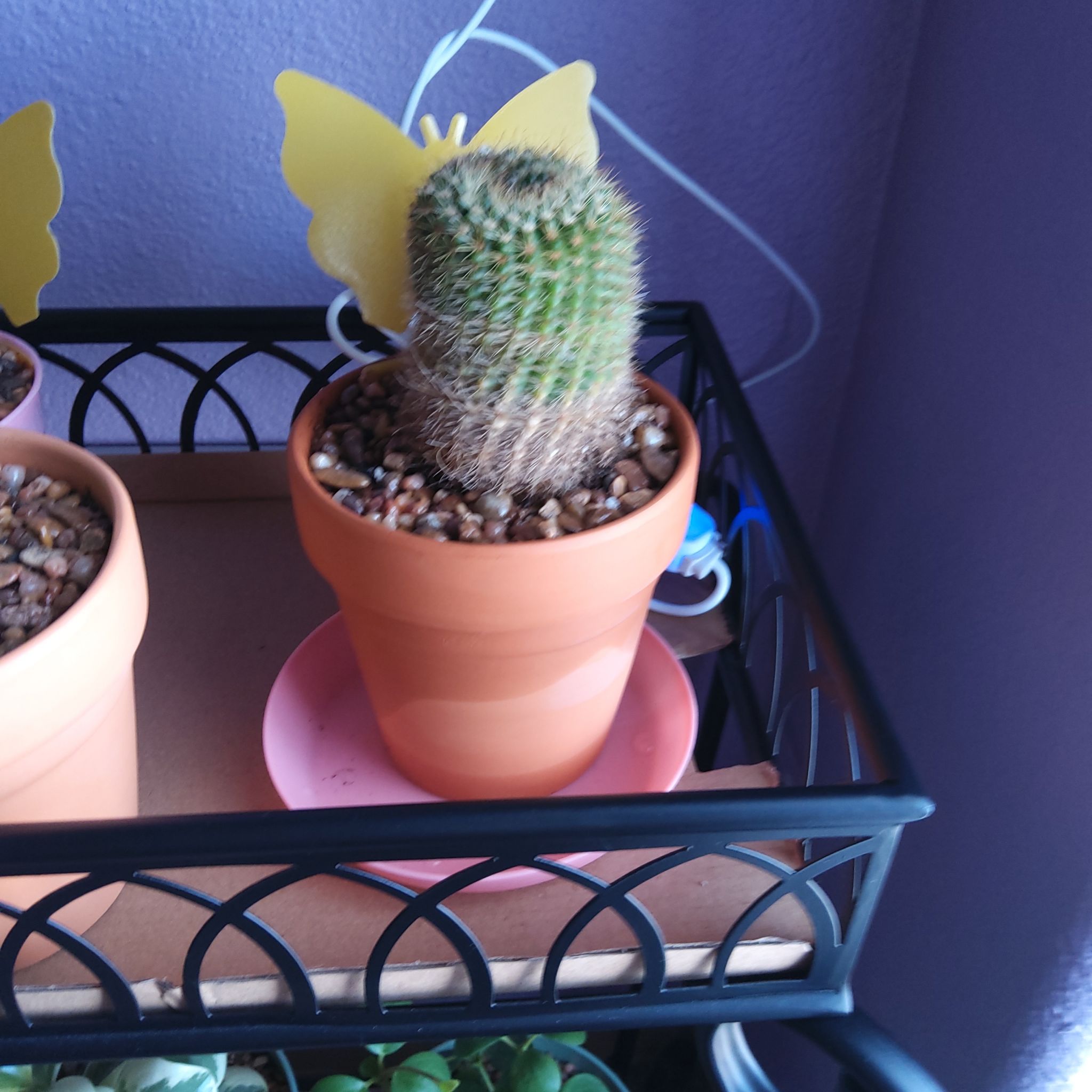 Photo of the plant species Notocactus by @Gabri1 named Walt (living rm black cart) on Greg, the plant care app
