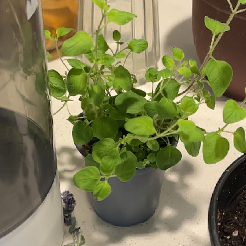 Photo of the plant species Oregano by @NewParsley72 named Lola on Greg, the plant care app
