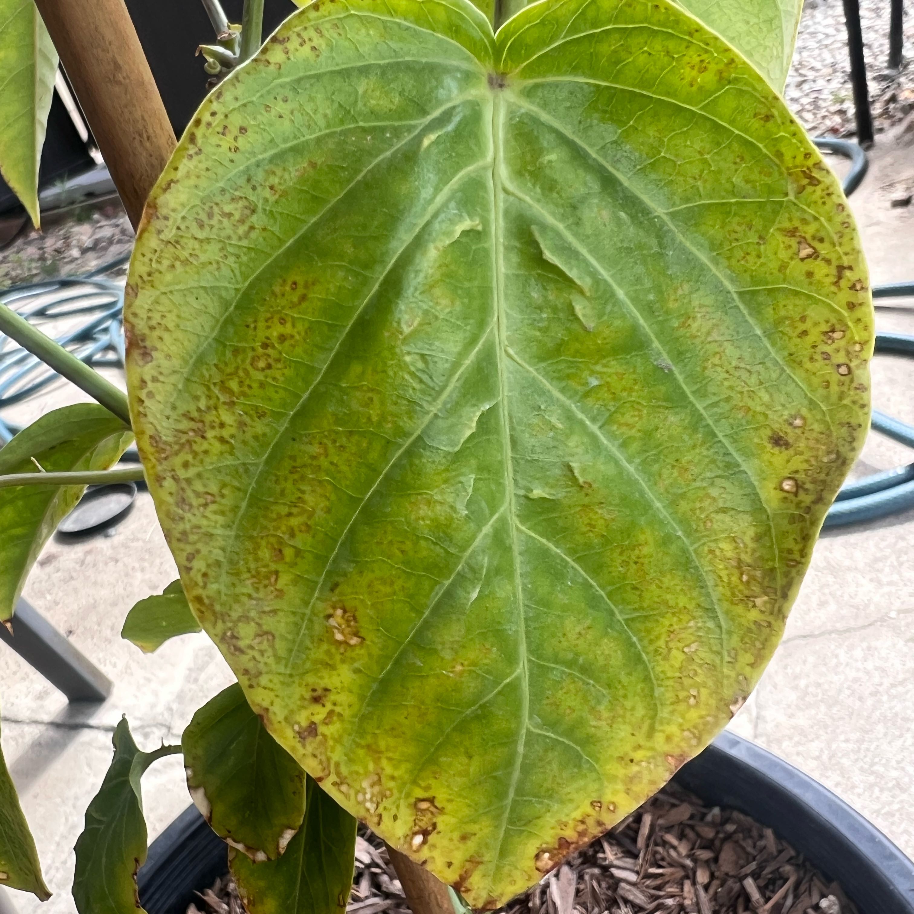 Photo of the plant species Sweet Granadilla by @YummyBanyanfig named Cleopatra on Greg, the plant care app