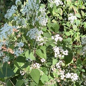 Photo of the plant species Richweed by @BossKingfern32 named Clooney on Greg, the plant care app