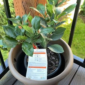Photo of the plant species Red Navel by @PalpableWeed named Denali on Greg, the plant care app