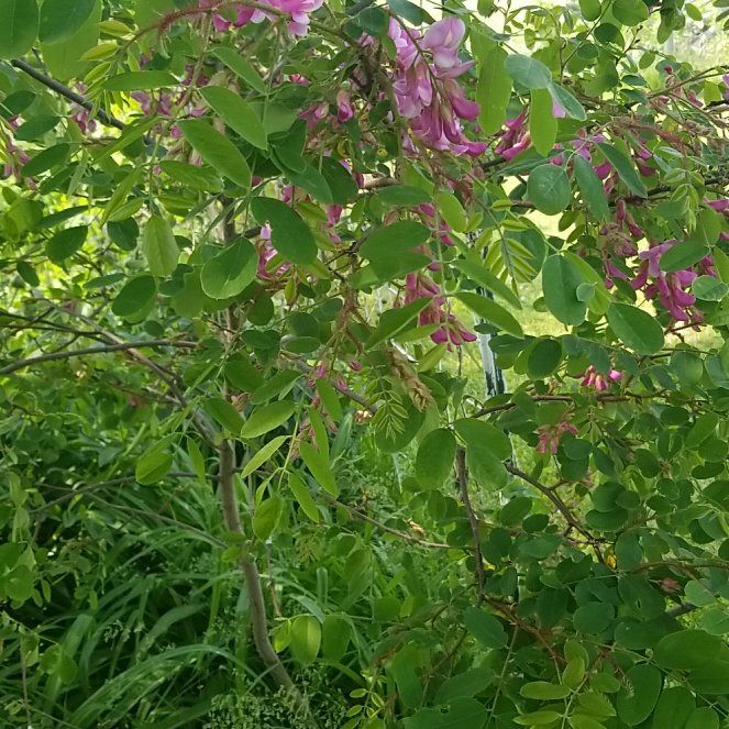 Photo of the plant species Bristly Locust by @SunnyLimabean55 named Sherlock on Greg, the plant care app