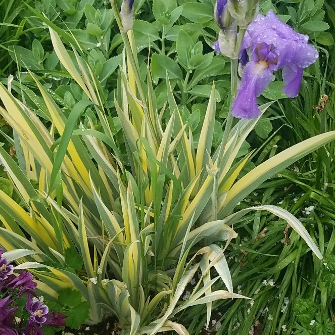 Photo of the plant species Dalmatian Iris by @SunnyLimabean55 named Walt on Greg, the plant care app