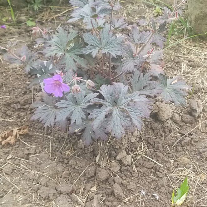 Photo of the plant species Woolly Geranium by @SunnyLimabean55 named Orwell on Greg, the plant care app