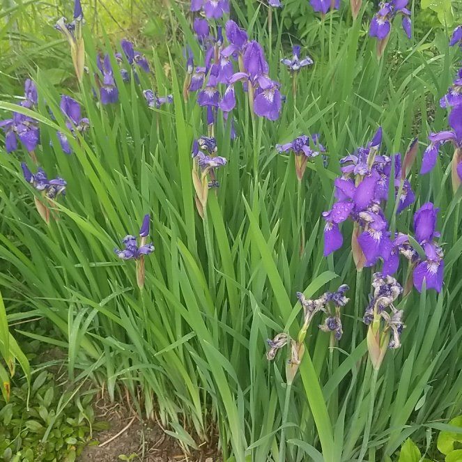 Photo of the plant species Siberian Iris by @SunnyLimabean55 named Wall-E on Greg, the plant care app