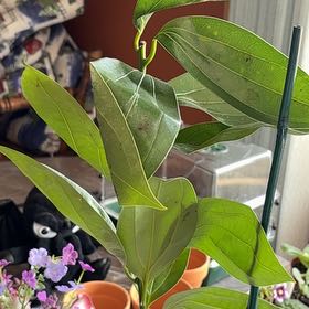 Photo of the plant species True cinnamon tree by @RoundGerbera78 named Denali on Greg, the plant care app