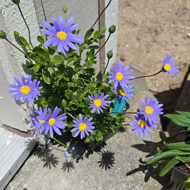 Photo of the plant species blue daisy bush by @KeyColeus19 named Purple people eater on Greg, the plant care app