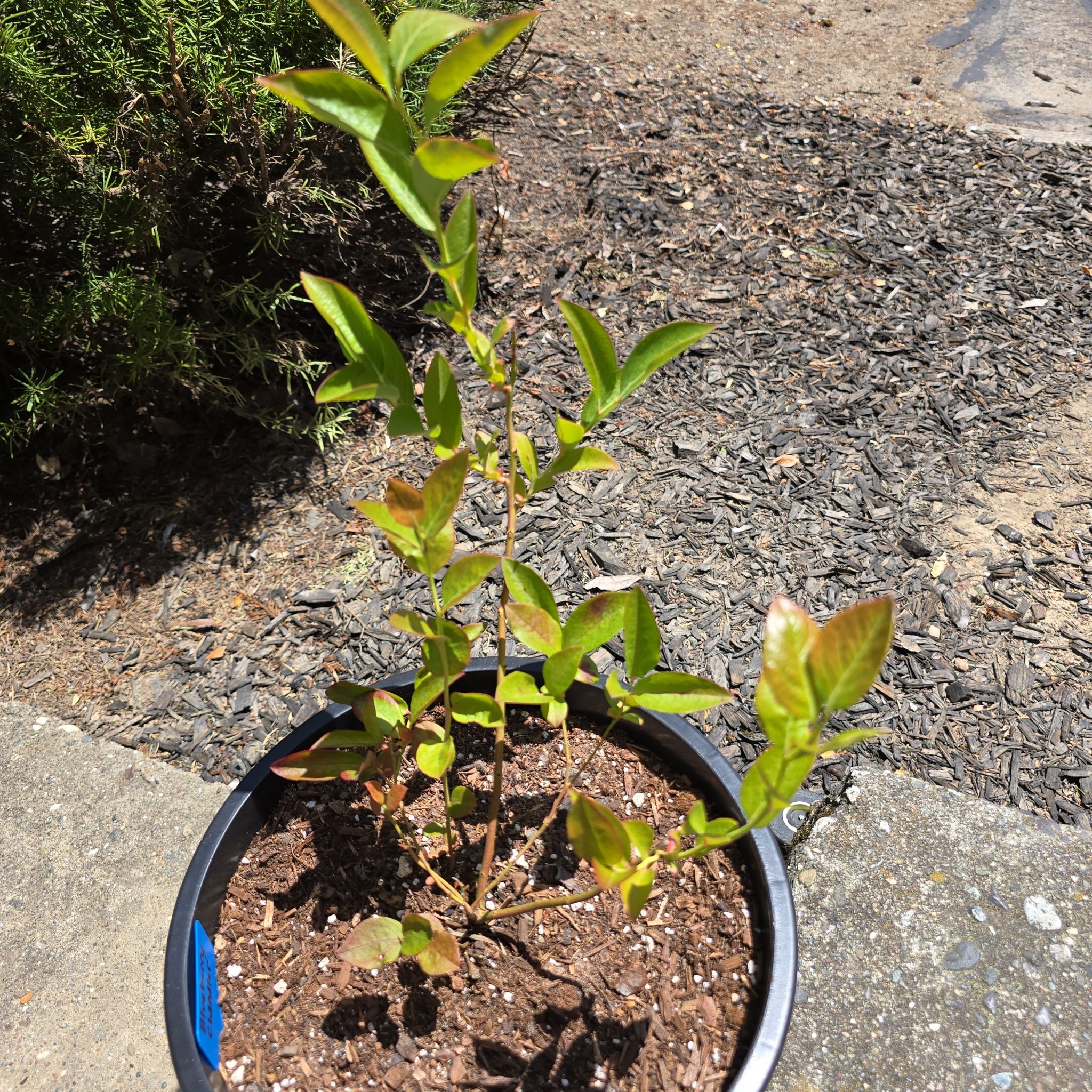 Photo of the plant species Chandler Blueberry Bush by @KeyColeus19 named Chandler on Greg, the plant care app