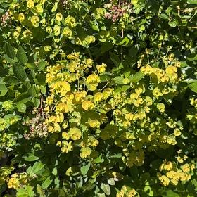 Photo of the plant species Wood Spurge by @JazzyRipplejade named Peter Parker on Greg, the plant care app