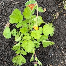 Photo of the plant species Wood Avens by @JazzyRipplejade named Gates on Greg, the plant care app