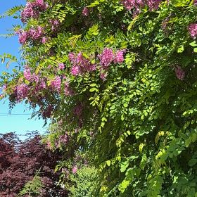 Photo of the plant species Bristly Locust by @JazzyRipplejade named Miley on Greg, the plant care app