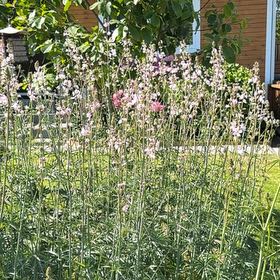 Photo of the plant species Lindheimer's Beeblossom by @JazzyRipplejade named Tree Diddy on Greg, the plant care app