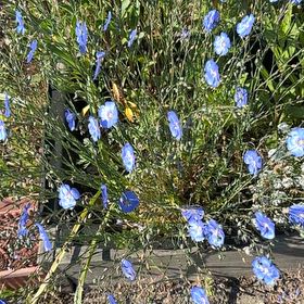 Photo of the plant species Baby Blue Eyes by @JazzyRipplejade named Rihanna on Greg, the plant care app