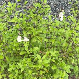Photo of the plant species Baby Sage by @JazzyRipplejade named Eva on Greg, the plant care app