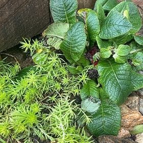 Photo of the plant species Oxlip by @UniversalGuasca named Coco on Greg, the plant care app