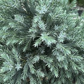 Photo of the plant species Blue Star Juniper by @UniversalGuasca named Miley on Greg, the plant care app
