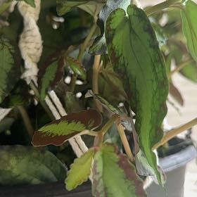 Photo of the plant species Polynesian Ivy by @ValidRoussea9 named Surya on Greg, the plant care app