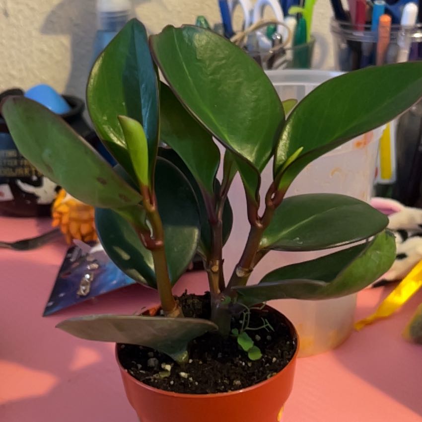 Photo of the plant species Indian Laurel Fig by @SalientCoralpea named Willow on Greg, the plant care app