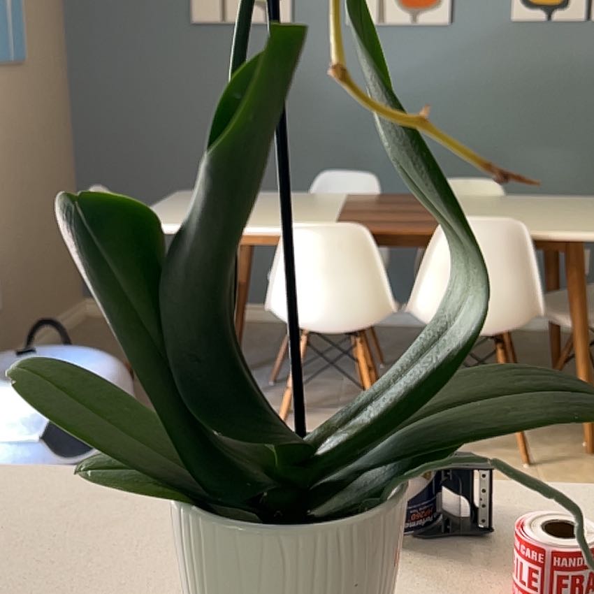 Photo of the plant species Swan Orchid by @HeirSaguaro24 named Queen on Greg, the plant care app