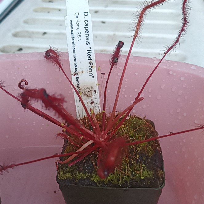 Photo of the plant species Red Cape Sundew by @Tikistorch named Drosera capensis “Red Form, De Kom on Greg, the plant care app