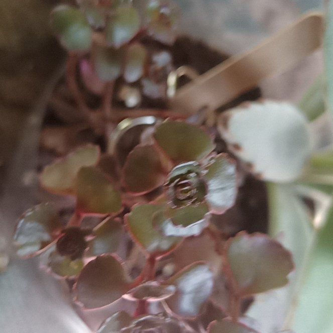 Photo of the plant species Dragon's Blood Sedum by @Tikistorch named Nithin on Greg, the plant care app